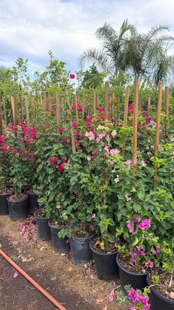 Bougainvilleas