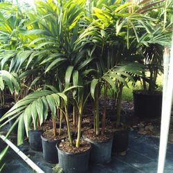 OPEN TODAY!   CHRISTMAS PALM IN 7 GALLONS OVER  5' FEET TALL WITH MULTIPLE TRUNK FOR ONLY $30 ONLY A FEW LEFT! 