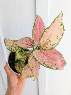 Aglaonema Valentina Plant 4" Pot - Indoor House Plants