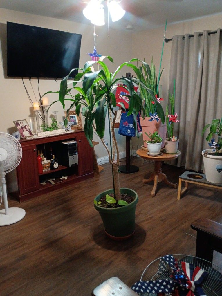 Corn Plant