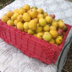 Mangoes And Mango Trees