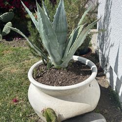 Agave Plant Pot Savila Flower