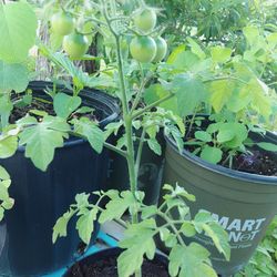 Bonitas plantas de cherry tomate $6 Dlls C.u