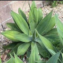 Succulent Agave Fox Tail 10-12 Inches, 