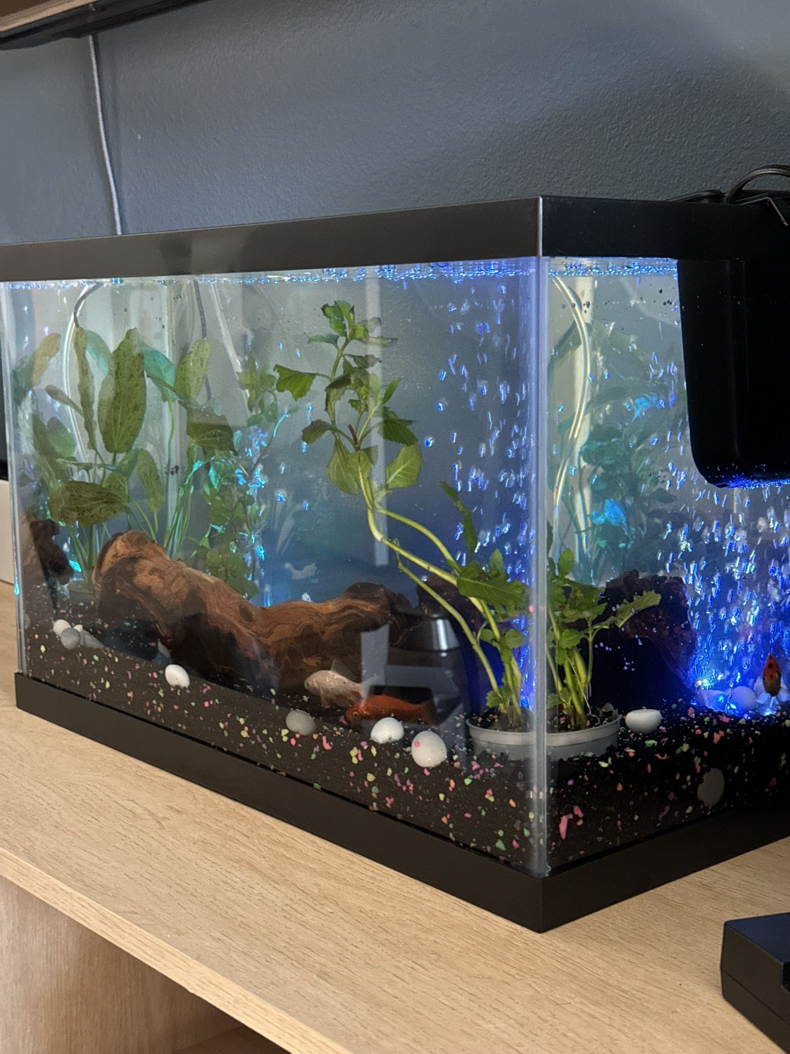 Fish Or Reptile Tank With Lid