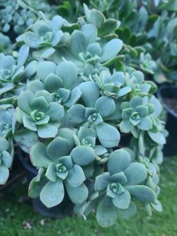 BEAUTIFUL SUCULENTS PLANTS IN THE ONE GALON $7.