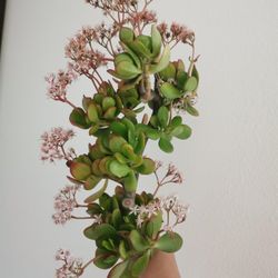 Flowering big truck lucky jade plant 50+ yrs old  money tree cutting only 1 hurry