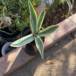 2 Plants: Small Agave Americana And Larger