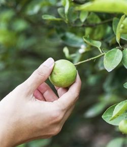 Key Lime Tree