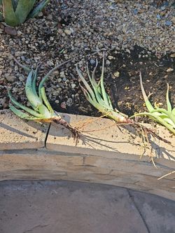 Aloe Vera Plant ?