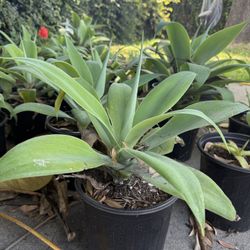 $20 Foxtail Agave