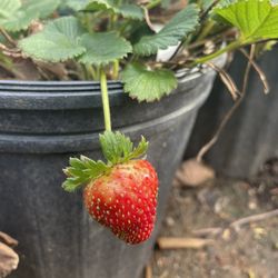 Strawberry Plants - Grape Vines- Gooseberry Plants- Blackberry Plants- Currant Berry Plants- Olallieberry Plants 