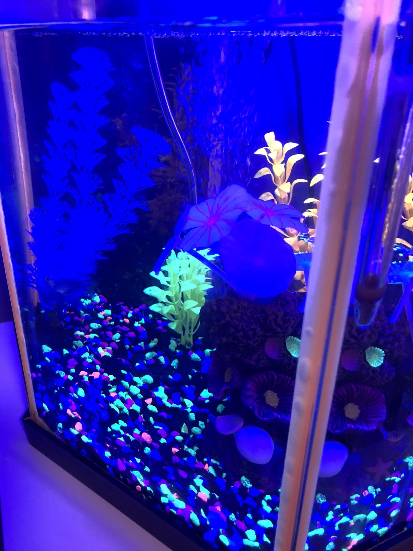 Glow in the dark fish tank