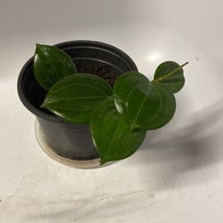 Healthy Green Hoya Merillii Plant With The Pot