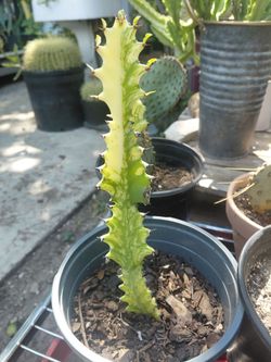 Euphorbia Trigona Variegata