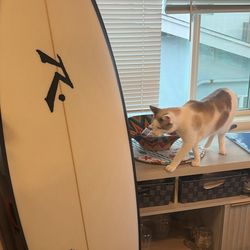 Rusty SD Custom Surfboard 6 2.5’ 36.6L