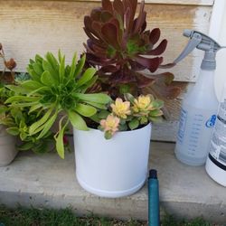 Suculent Mix Plants