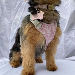CUSTOM DOG HARNESS 