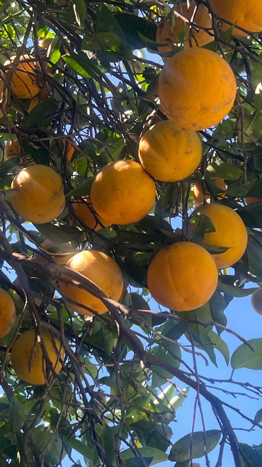 Valencia oranges juicy 4x$1dollar good for juicy