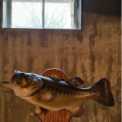 Taxidermy Bass Mount