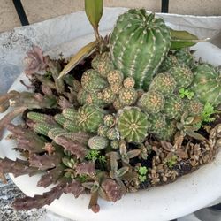 cactus