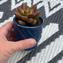 Cute Succulent In Blue Pot