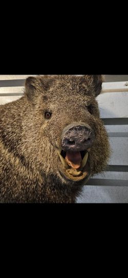 javelina mount