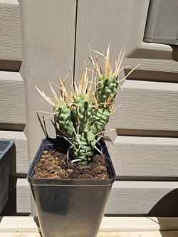 Cactus
