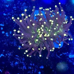 Joker Torch Display Decor