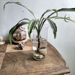 planta en agua la vase es princess house