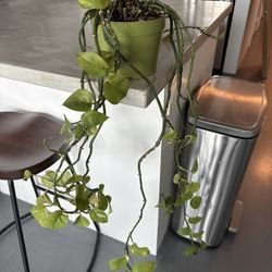 Pothos Plant