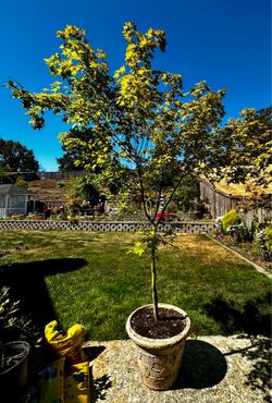 Japanese Maple Tree