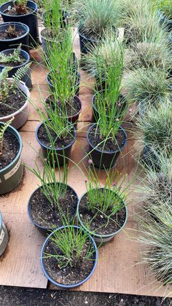 Chives