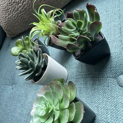 Mini Plastic Plants 2/$1