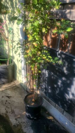 Apple tree