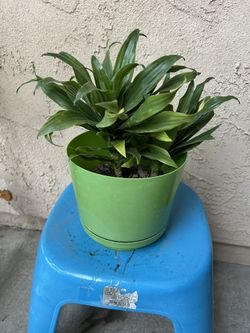 Plant
