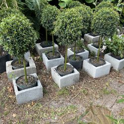 Ball Topiary Standard In 3 gls Pot. SPECIAL PRICE!🤩