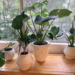 🌿🪴 Healthy & Rare Plants in Unique, High End, & Vintage Planter Pots | Statement Pieces | Prices Vary ✨🌿