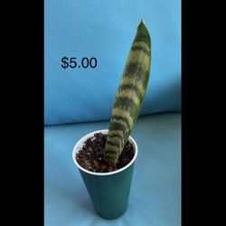 Sansevieria (Mother In Law Tongue/Snake) Plant