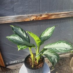 Chinese Evergreen Silver Bay Plant 10" Pot