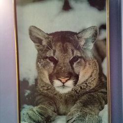 Framed Mountain Lion Picture