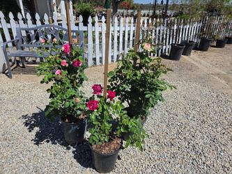 $60 each Eden climber Pretty in Pink, red, cream with pink