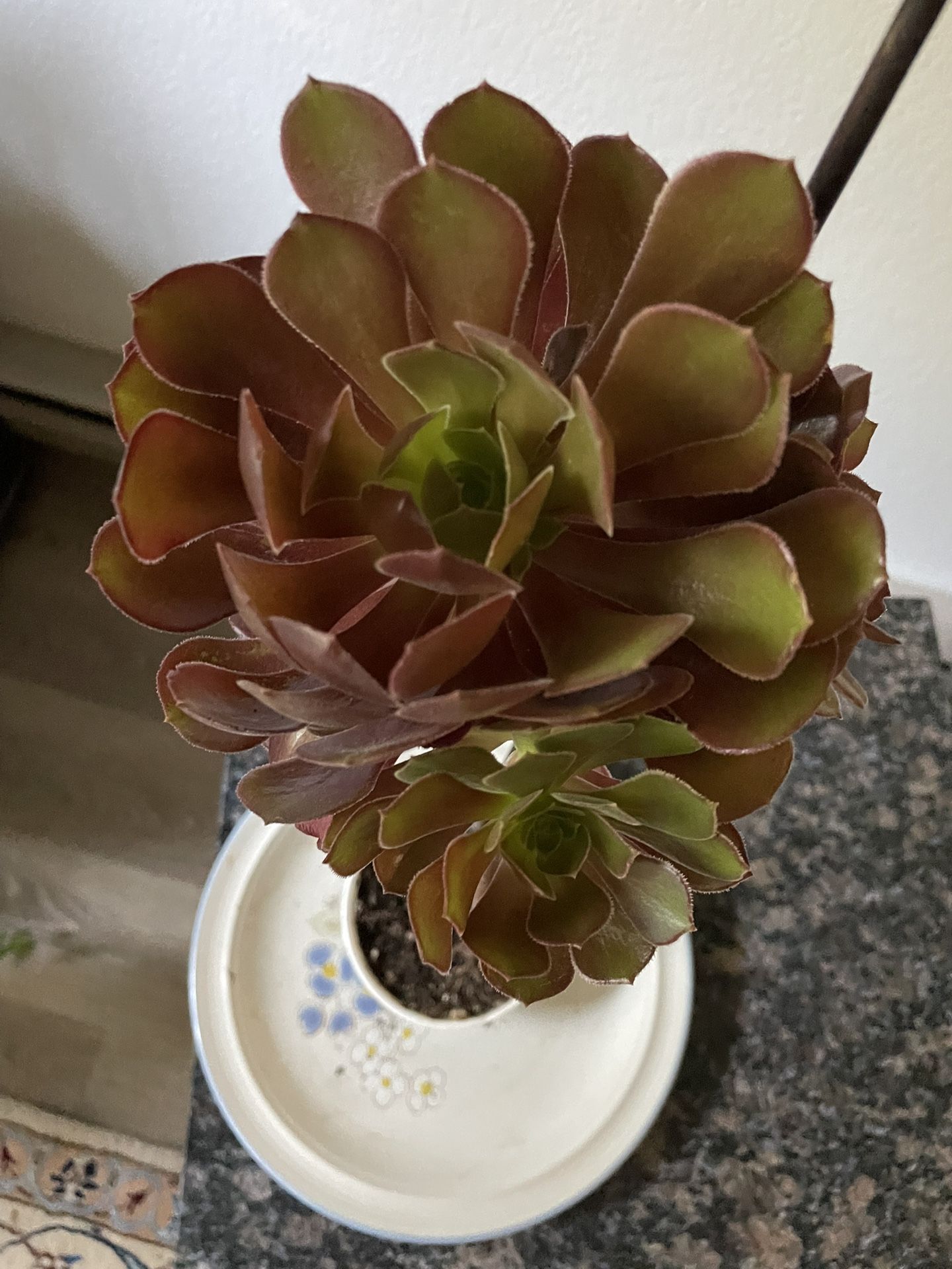 Black Rose, Succulant