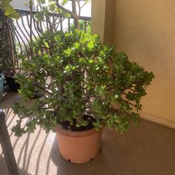Jade Plant With Organic Soil 