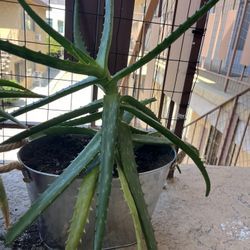 Aloe