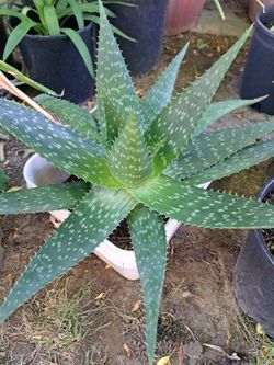Outdoor Plant