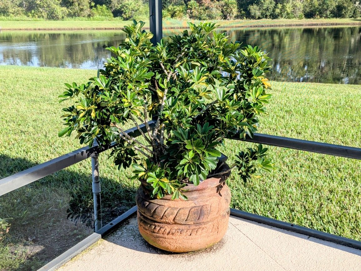 Large  Schefflera Plant In Clay Pot