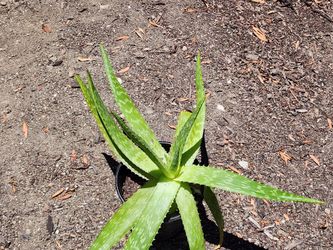 Aloe Plant (1 Gallon)