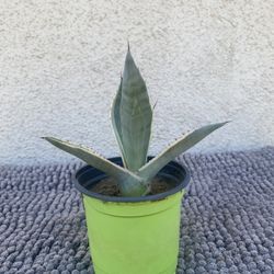 Agave Plant .