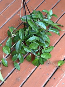 Hoya Carnosa